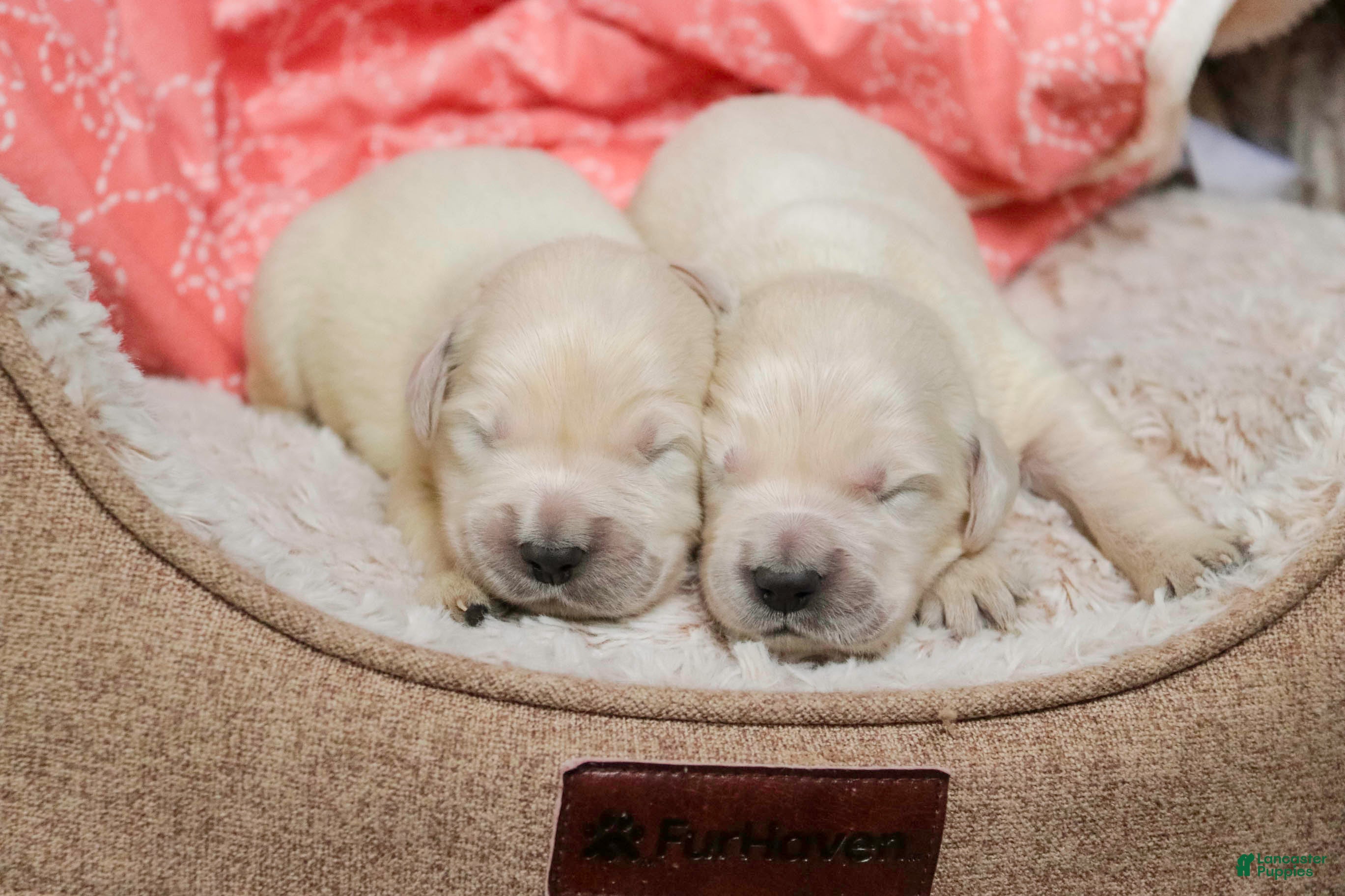 Golden Retriever dogs Pearl - Ad 16