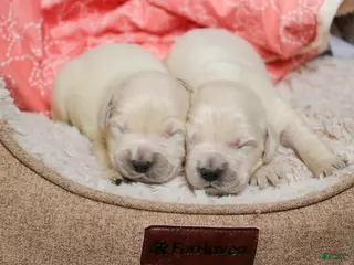 Golden Retriever dogs Pearl - Ad 16