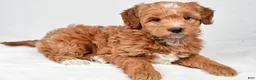 Mini Goldendoodle dogs for sale: Annie - Ad 4