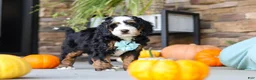 Mini Bernedoodle dogs for sale: Luke🐾 - Ad 4