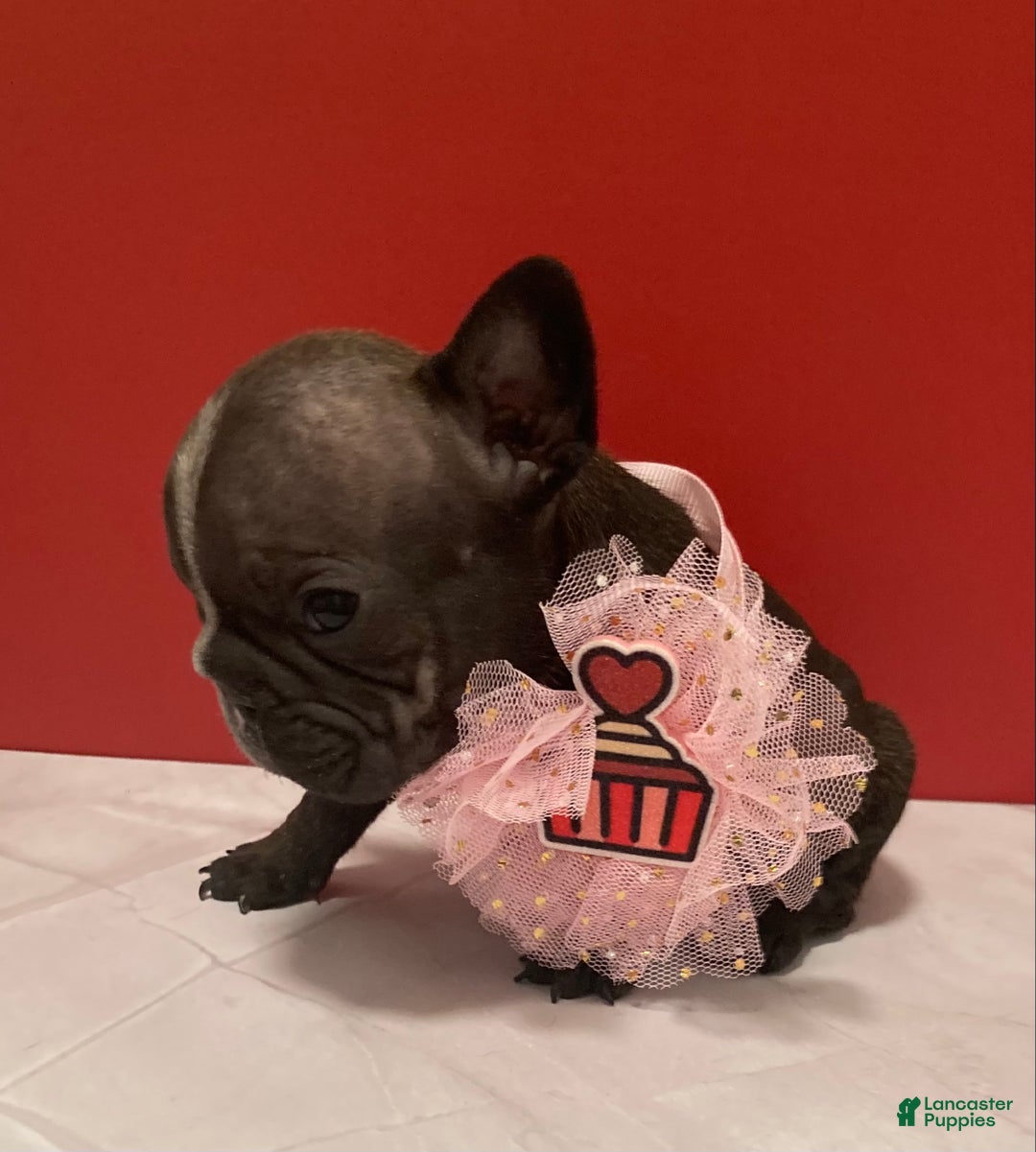 French Bulldog dogs for sale: Jewels - Ad 3