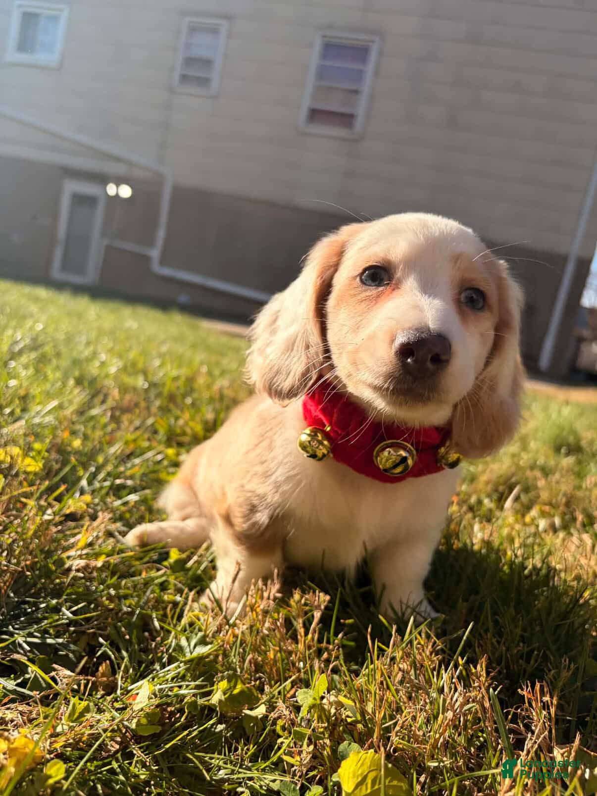 Miniature Dachshund dogs Maximillian  - Ad 42