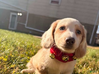 Miniature Dachshund dogs Maximillian - Ad 42