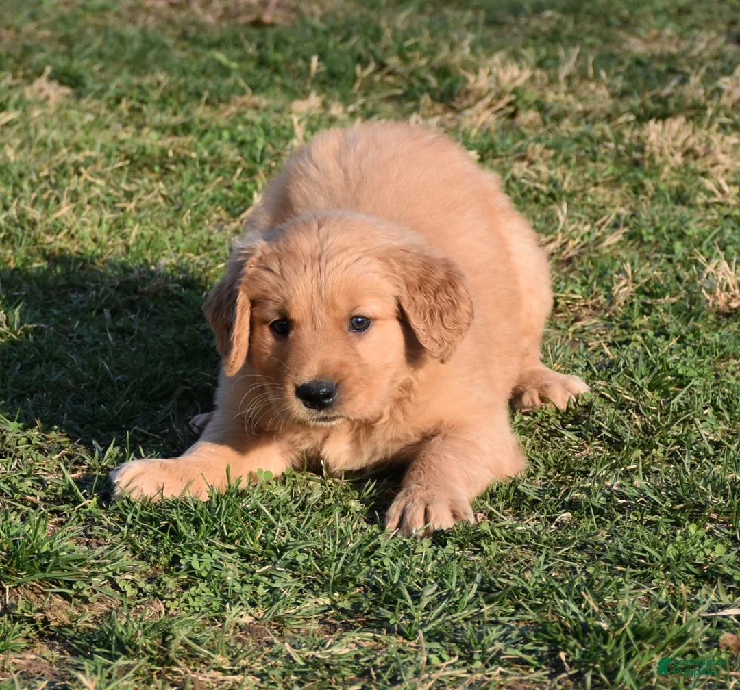 Golden Retriever dogs for sale: Daisy     Genetic/OFA - Ad 2