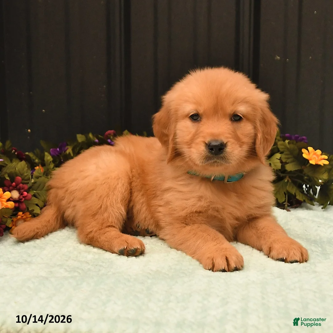 Golden Retriever dogs for sale: Banita - Ad 2