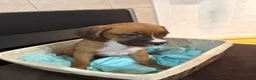 Mixed Breed dogs for sale: Boxenese Girl 2 - Ad 2