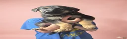 German Shepherd dogs for sale: German Shepherd Puppy 1 - Ad 1