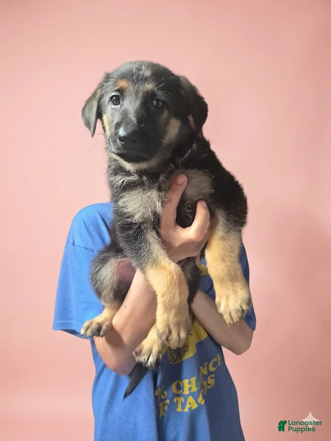 German Shepherd dogs for sale: German Shepherd Puppy 1 - Ad 1