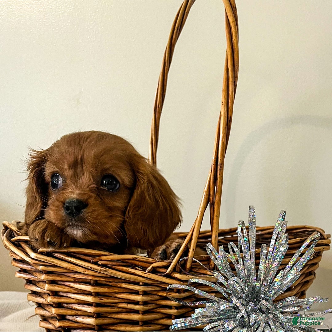 Cavalier King Charles Spaniel dogs for sale: Molly - Ad 2