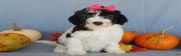 Sheepadoodle dogs for sale: Panda (medium) - Ad 40