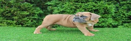 English Bulldog dogs for sale: Debbi - Ad 7