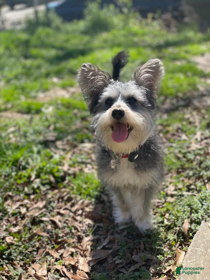 Yorkiepoo dogs Freddy Jrs - Ad 23