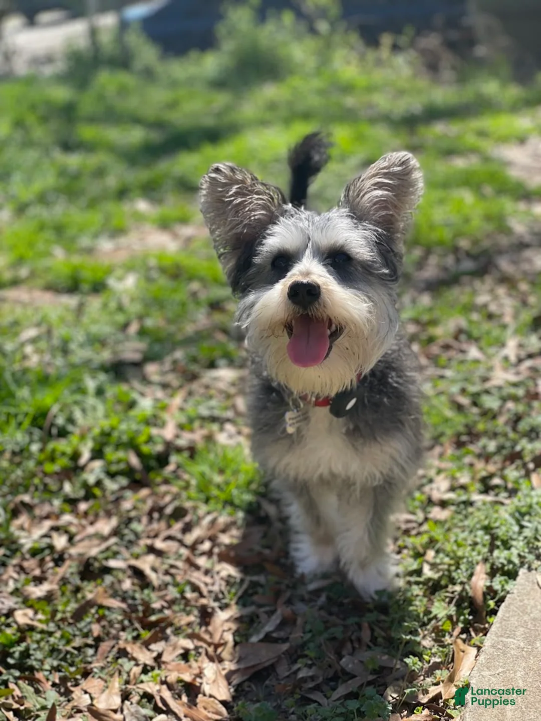 Yorkiepoo dogs for stud: Freddy Jrs - Ad 1