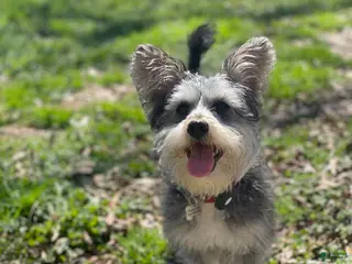 Yorkiepoo dogs Freddy Jrs - Ad 41