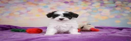 Maltipoo dogs for sale: Trixie - Ad 6