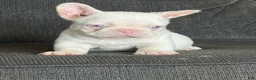 French Bulldog dogs for sale: Pink Bella - Ad 4