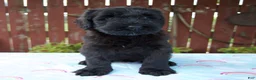 Giant Schnauzer dogs for sale: Lynette - Ad 3