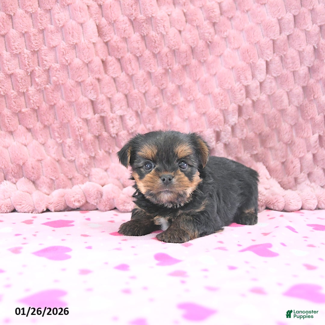 Yorkshire Terrier dogs for sale: Baxter HOUSE RAISED - Ad 4