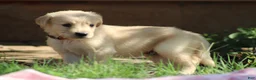 Golden Retriever dogs for sale: Archie - Ad 3