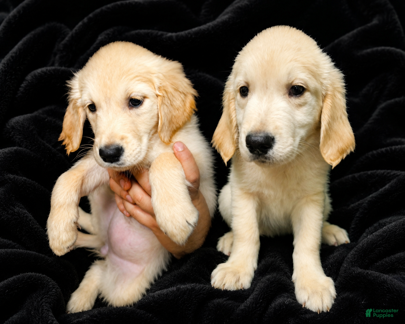 Golden Retriever dogs Golden Retriever 1 - Ad 1
