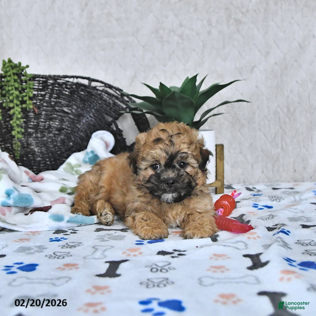 Shihpoo dogs for sale: Callie - Ad 3