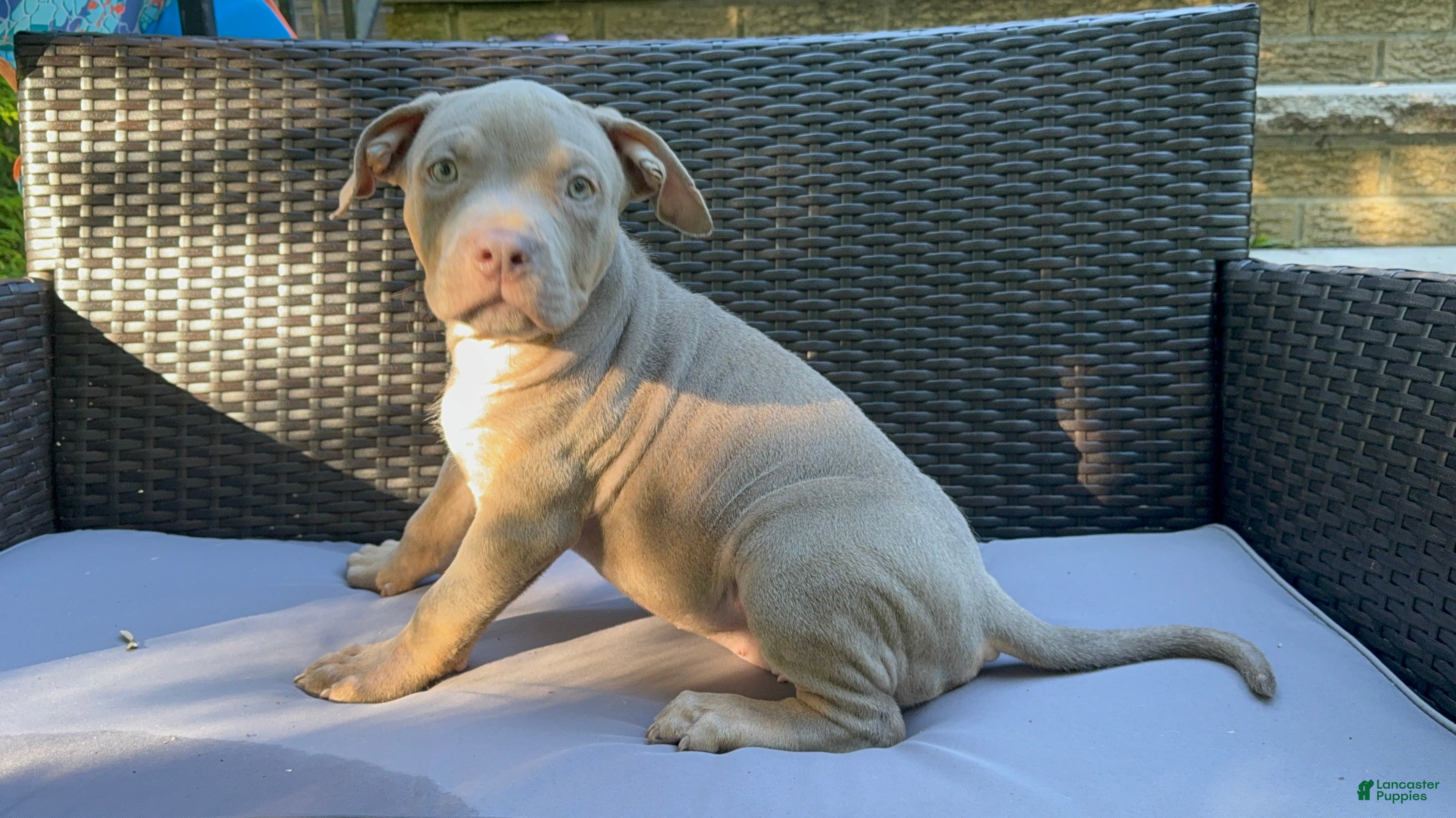 American Bully dogs American Bully 6 - Ad 12