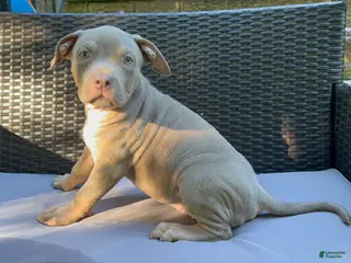 American Bully dogs American Bully 6 - Ad 12