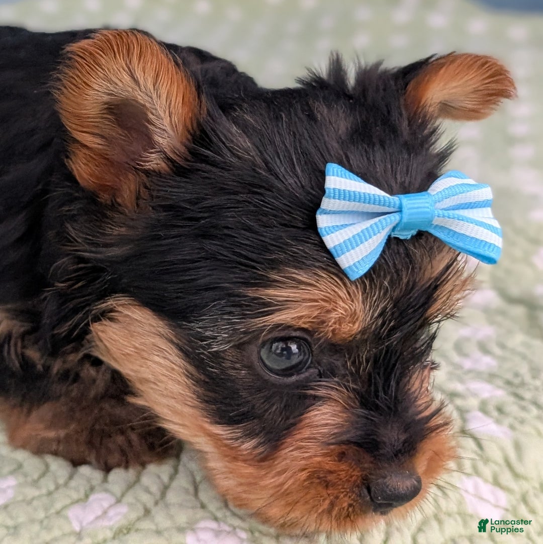 Yorkshire Terrier dogs for sale: Toffee - Ad 10