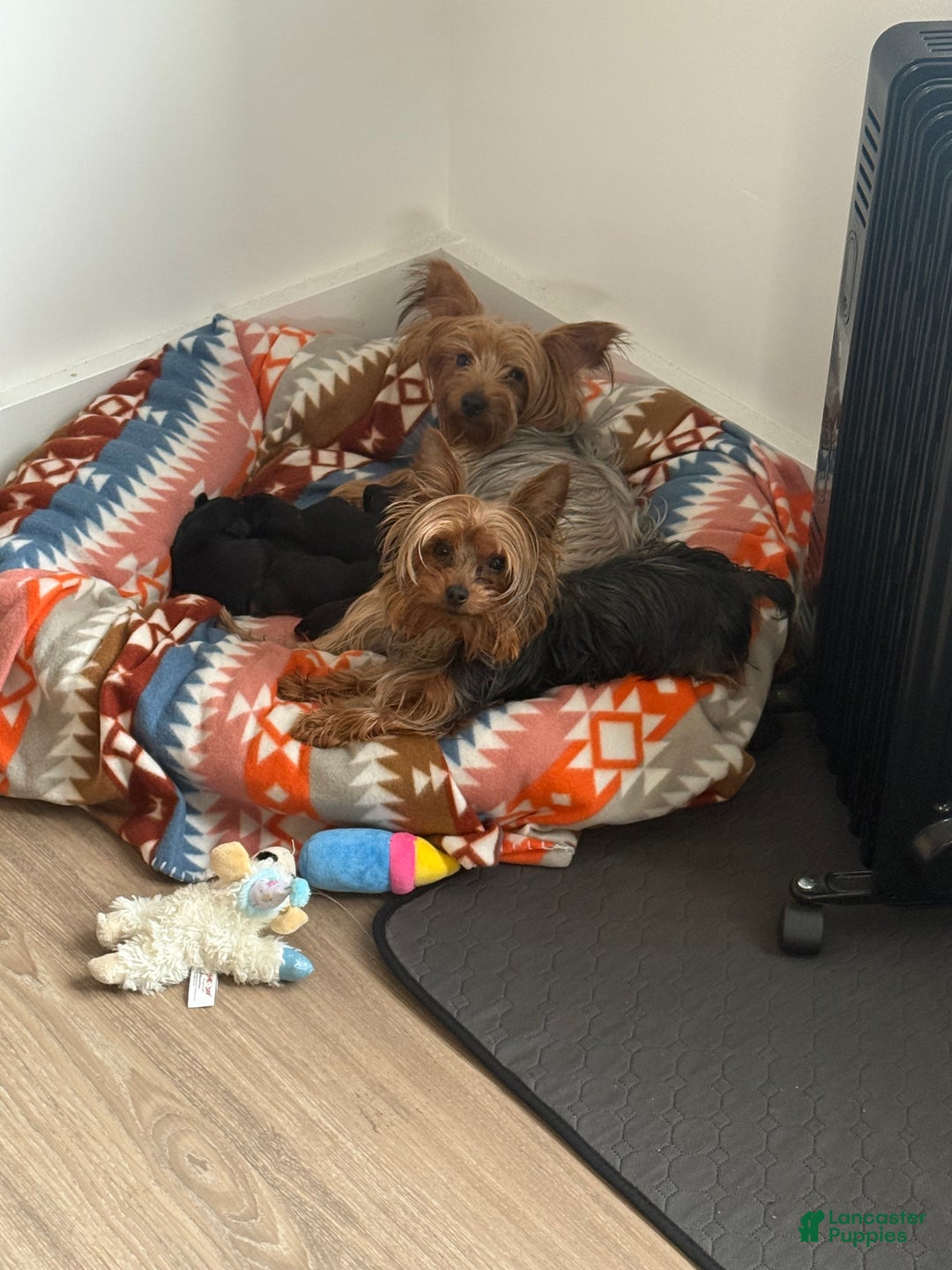 Yorkshire Terrier dogs for sale: Yorkshire Terrier litter of 4 puppies - Ad 1