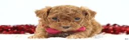 Toy Poodle dogs for sale: Sweetie - Ad 3