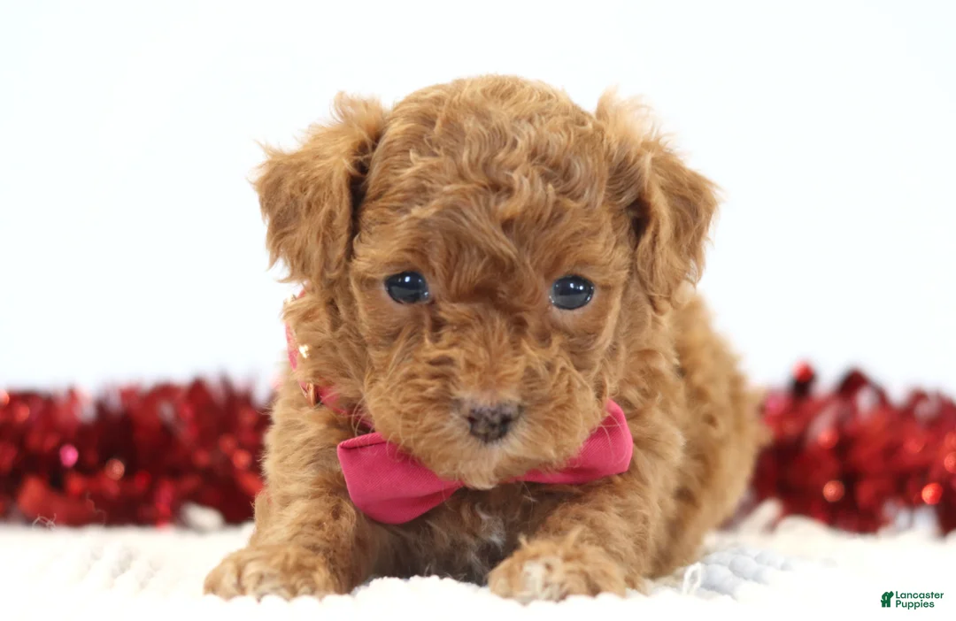 Toy Poodle dogs for sale: Sweetie - Ad 3