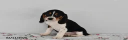 Beagle dogs for sale: Bandit - Ad 2