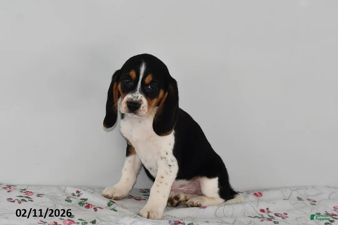 Beagle dogs for sale: Bandit - Ad 2