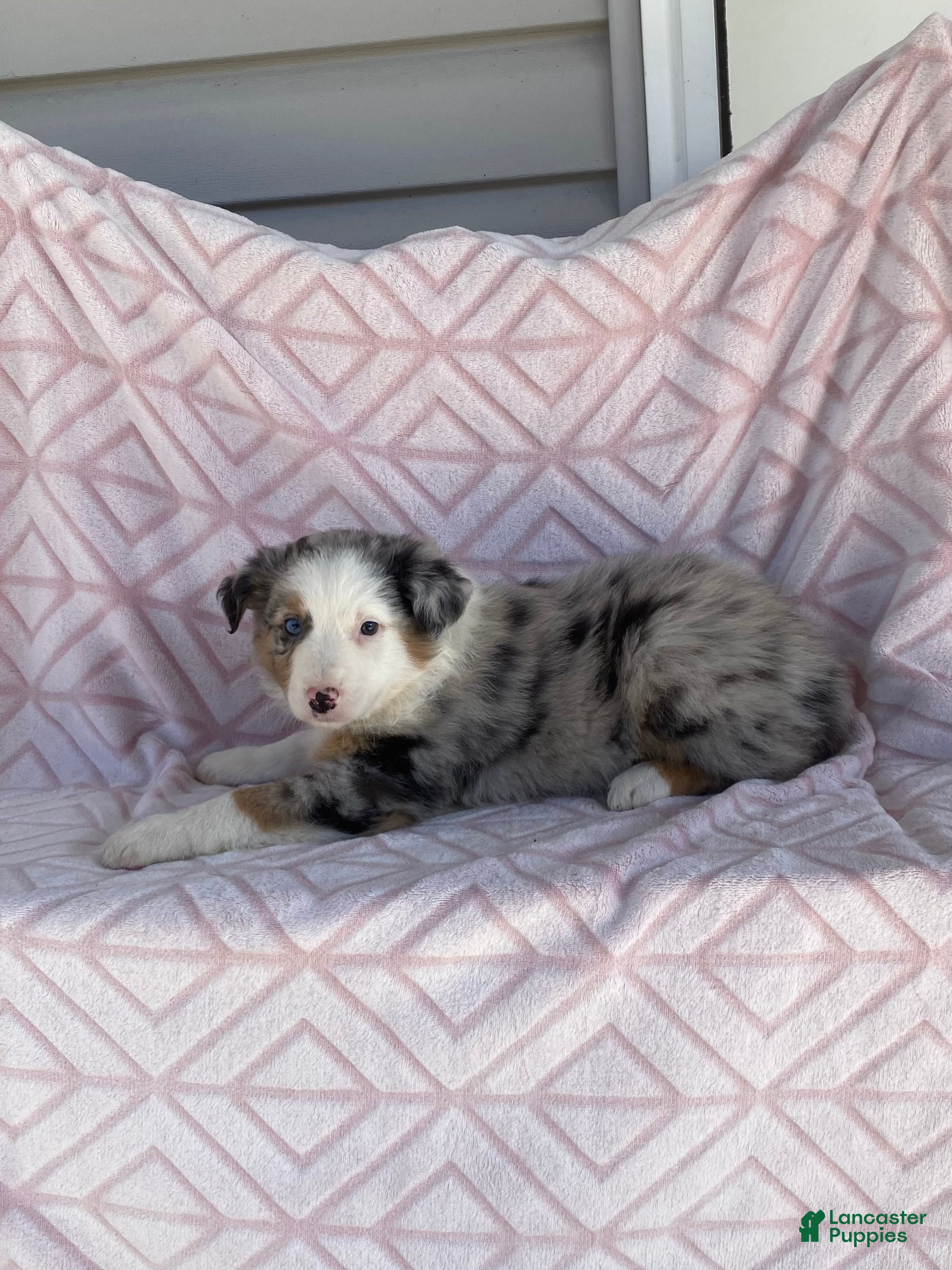 Australian Shepherd dogs Australian Shepherd Puppy 5 - Ad 2