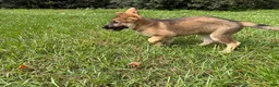 German Shepherd dogs for sale: Delilah - Ad 3