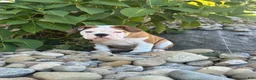 English Bulldog dogs for sale: English Bulldog 1 - Ad 5