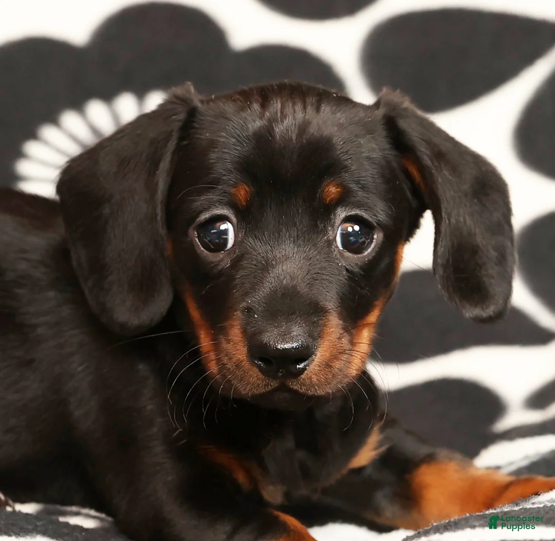 Miniature Dachshund dogs for sale: Roger - Ad 9