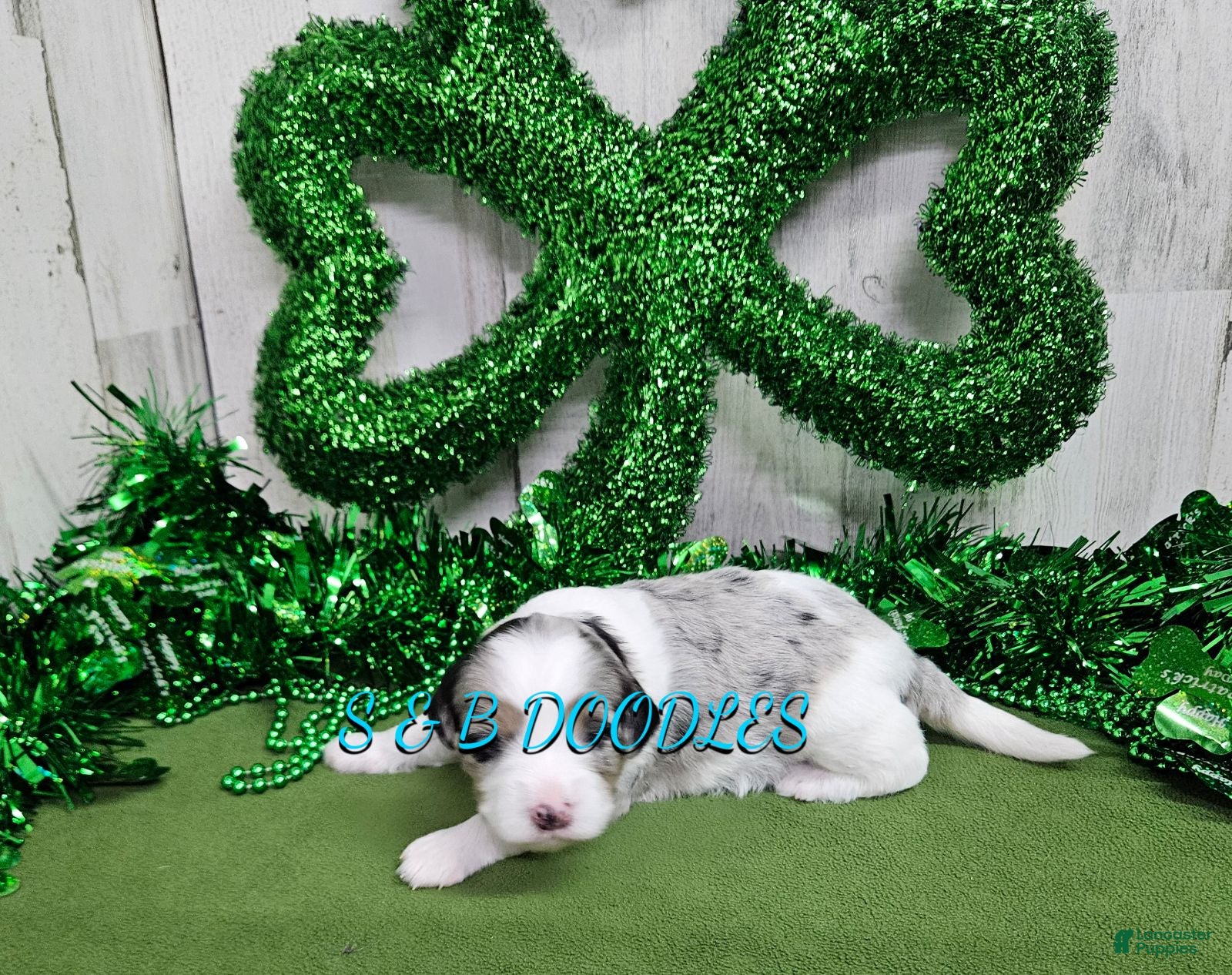 Mini Bernedoodle dogs F1b Gabby - Ad 23