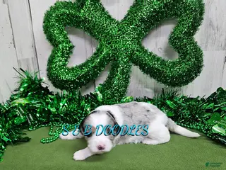 Mini Bernedoodle dogs F1b Gabby - Ad 23