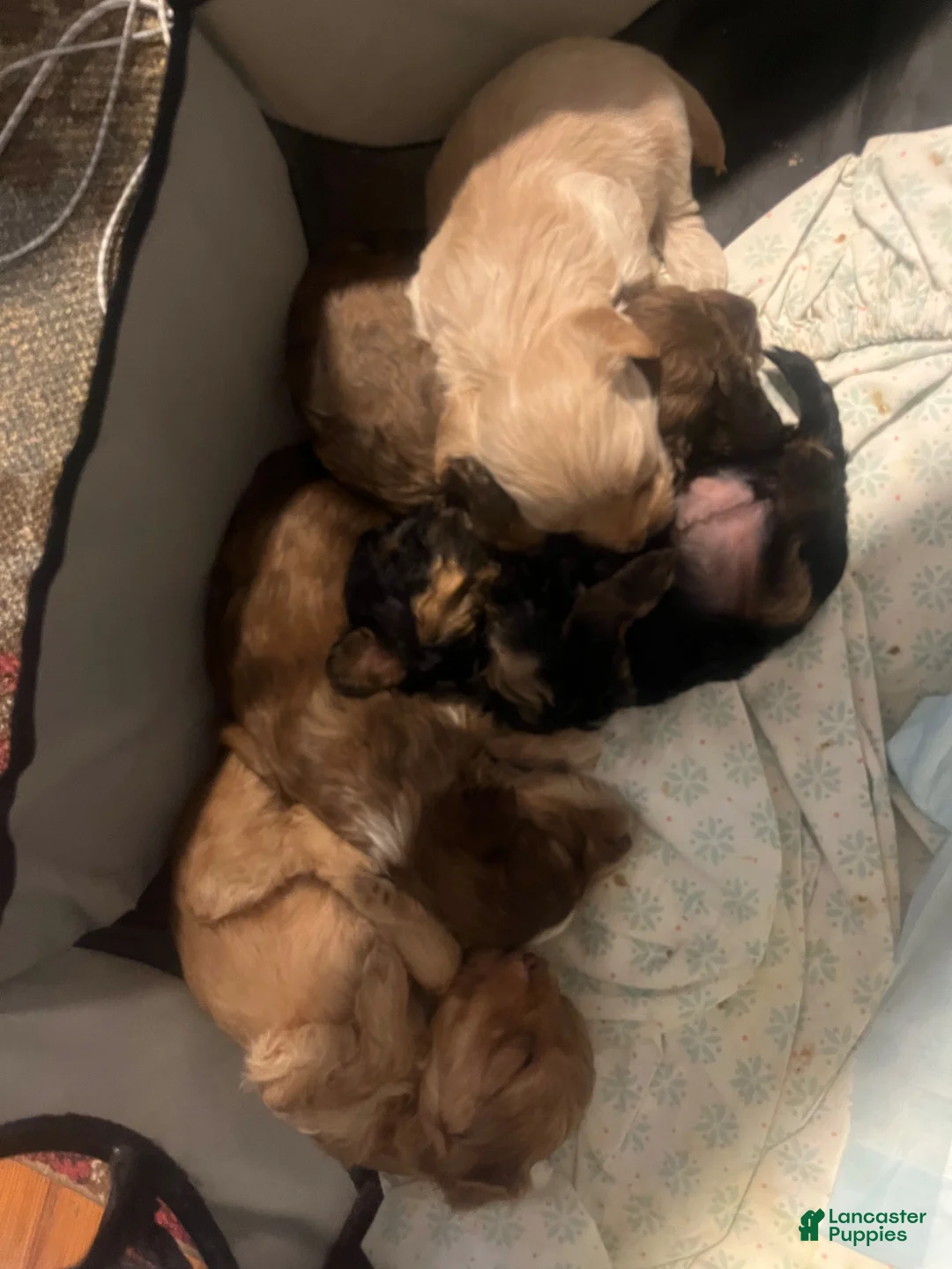 Yorkiepoo dogs for sale: Icelynn - Ad 10