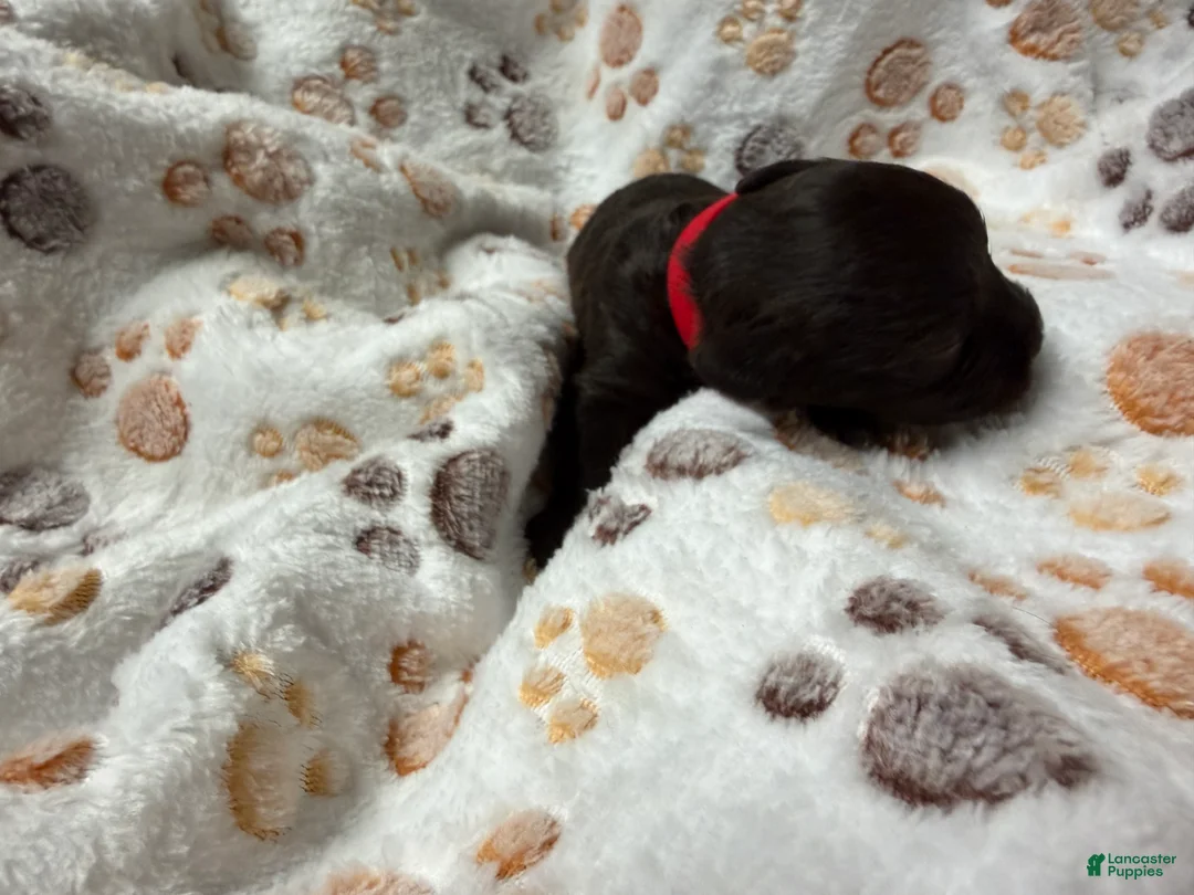 Miniature Schnauzer dogs for sale: Miniature Schnauzer 2 - Ad 2