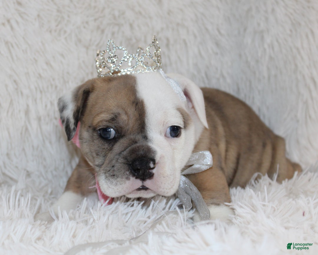 English Bulldog dogs for sale: Raine - Ad 4