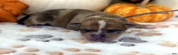 Chihuahua dogs for sale: Gray - Ad 2