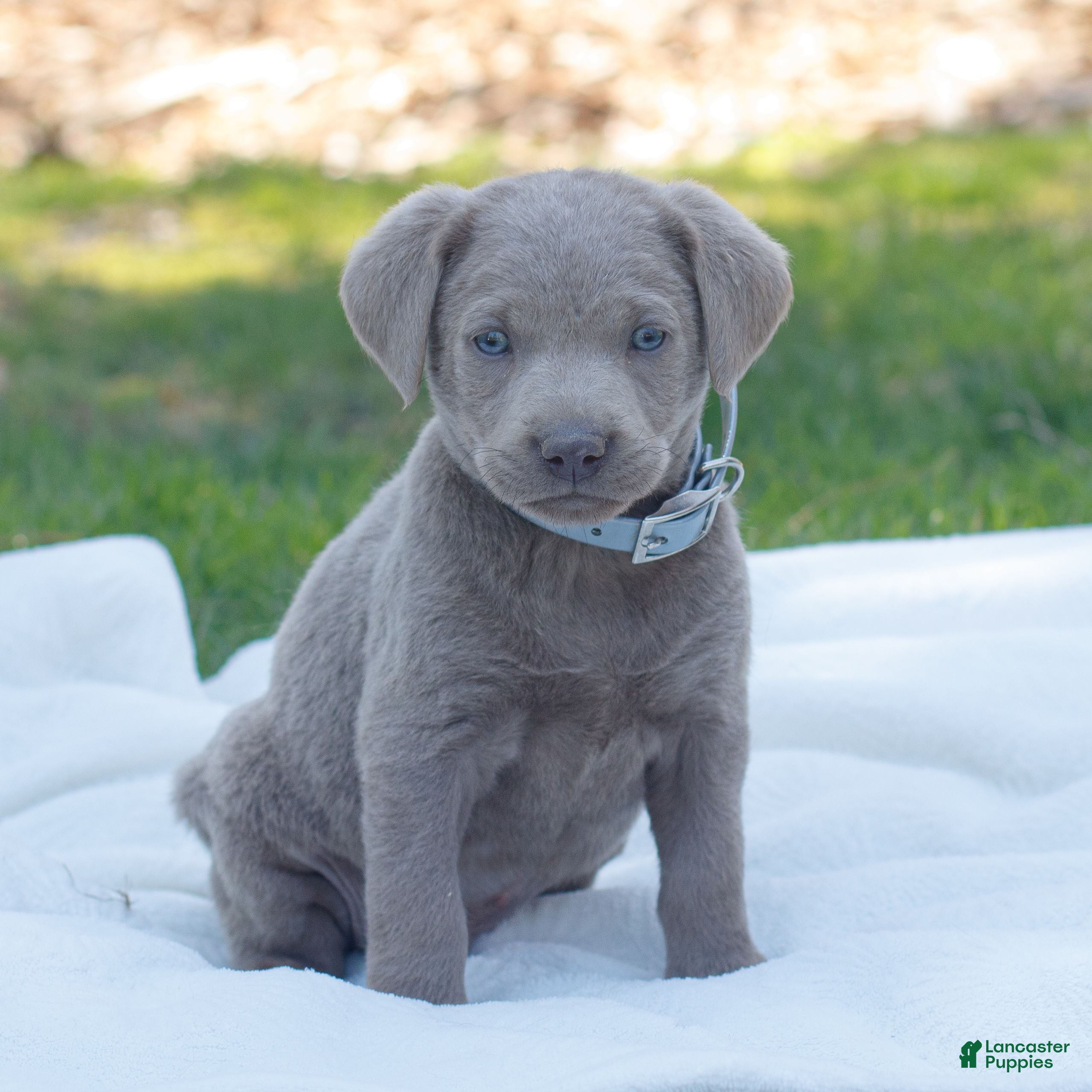 Labrador Retriever dogs Riley  - Ad 1