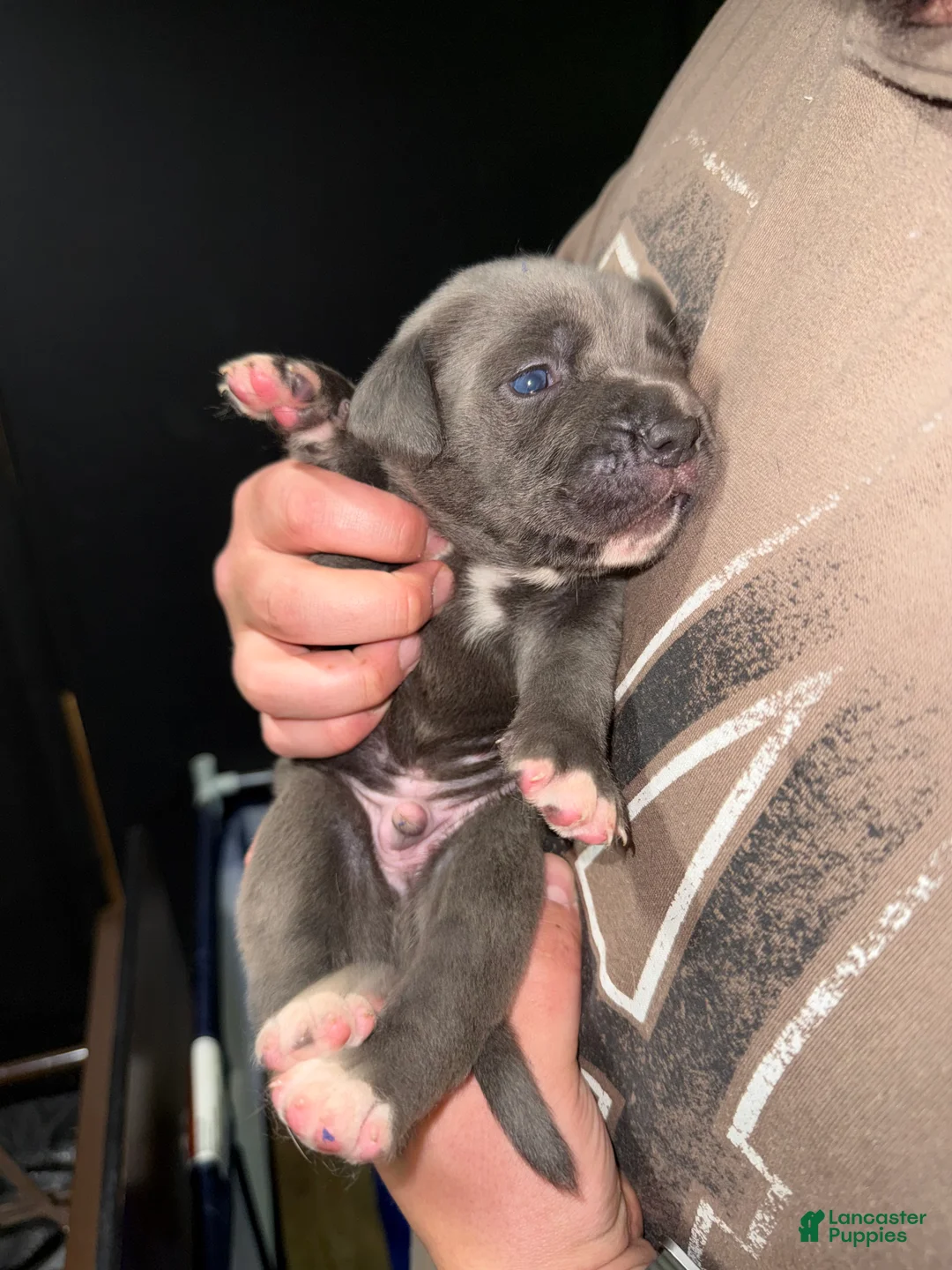Cane Corso dogs for sale: Cane Corso Puppy 2 - Ad 12