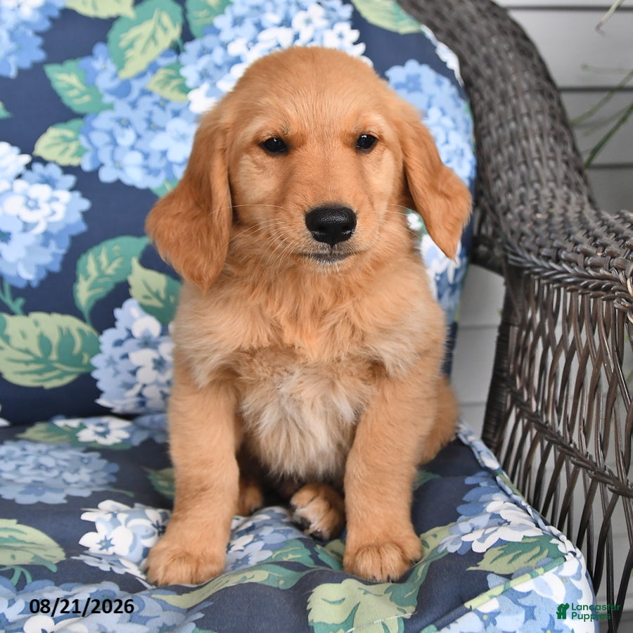 Golden Retriever dogs Percy - Ad 2