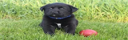 Mixed Breed dogs for sale: Eclipse - Ad 1