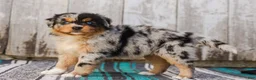 Australian Shepherd dogs for sale: Kisha - Ad 7
