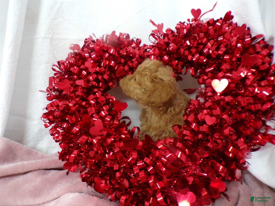 Goldendoodle dogs for sale: Bailey - Ad 2