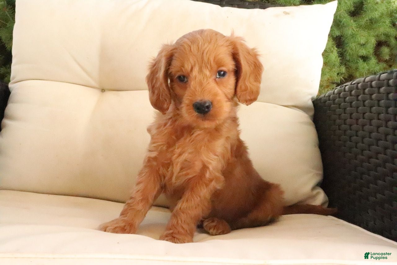 Mini Goldendoodle dogs Adam - Ad 8